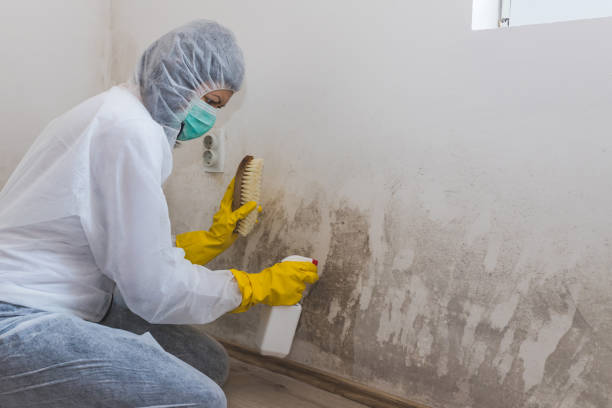 Best Residential Mold Removal  in Val Verde Park, TX