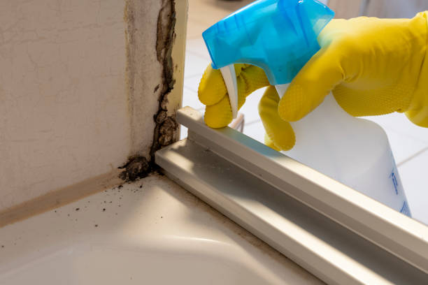 Mold Testing and Removal in Val Verde Park, TX