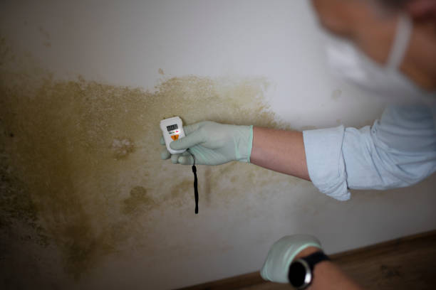 Best Office Mold Removal Services  in Val Verde Park, TX