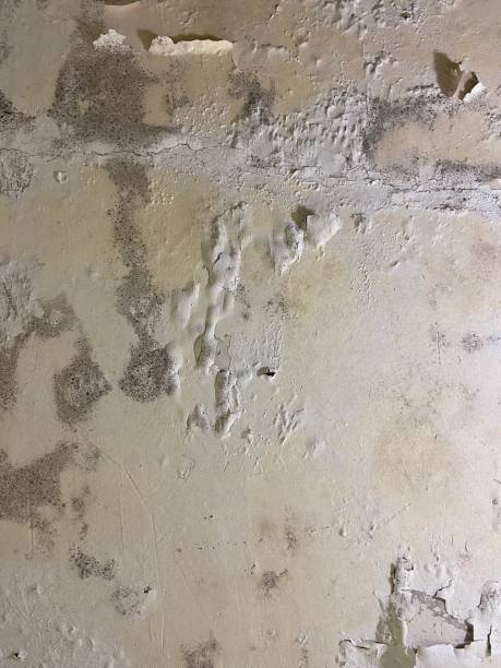 Best Commercial Mold Removal  in Val Verde Park, TX