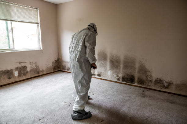 Office Mold Removal Services in Val Verde Park, TX